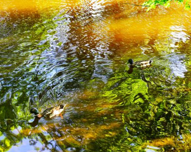 oldukça parlak bir ışık suda ağaç