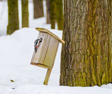 çok parlak ışık değil karda kuşevi