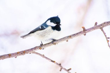 soluk ışıkta dalüzerinde mavi bira