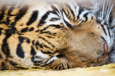 soluk ışıkta bir kaplan portresi