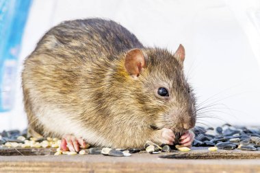 parlak ışık değil beyaz arka plan üzerinde sıçan