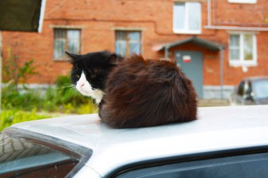 siyah beyaz kedi arabanın çatısında oturur