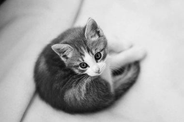 küçük pisi safkameraya bakar