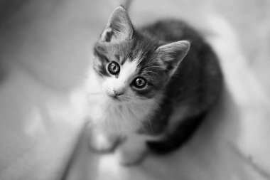 solan bir ışık gözleri ile kedi