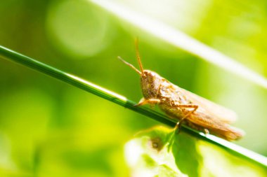 küçük çekirge çim bir bıçak üzerinde oturur