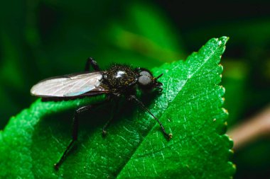 çok parlak olmayan ışıkta yaprak üzerinde uçmak