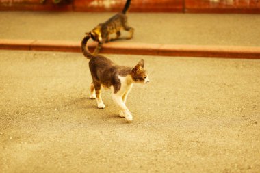 değil parlak ışık sahilde köpek