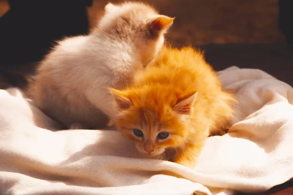 Solan Işıkta Ellerde Kedi Yavrusu — Stok fotoğraf