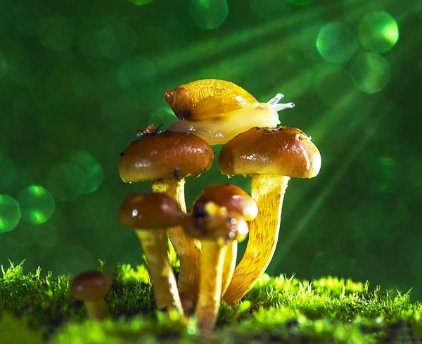 mushroom in forest in faded light