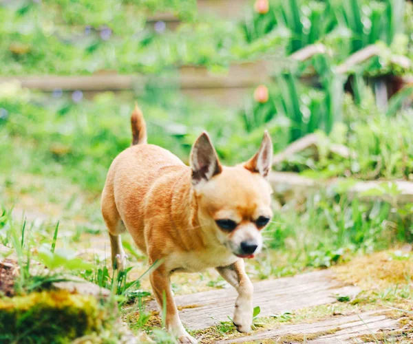 Petit Chien De Race Mélangée Chihuahua Poil Long