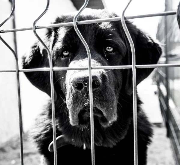 Retrato Perro Luz Muy Brillante — Foto de Stock