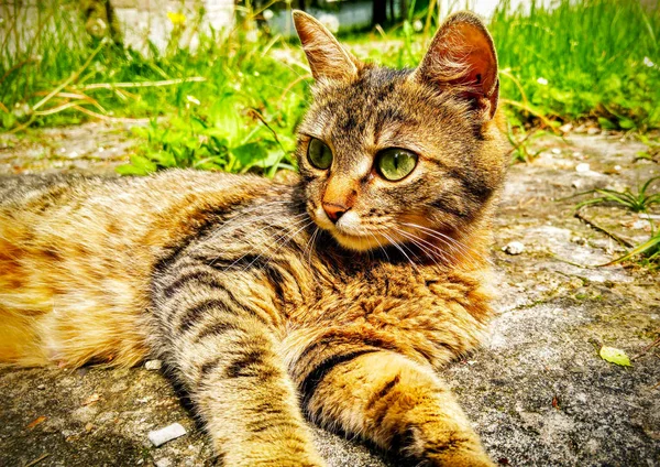 Solma Işık Bahçede Kedi — Stok fotoğraf