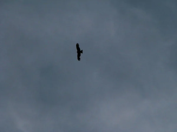 Eagle Flight Fading Light — Stock Photo, Image