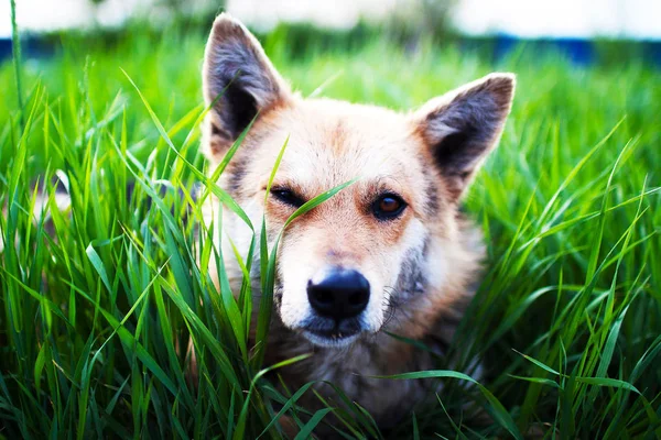 Porträt Eines Hundes Verblassenden Licht — Stockfoto