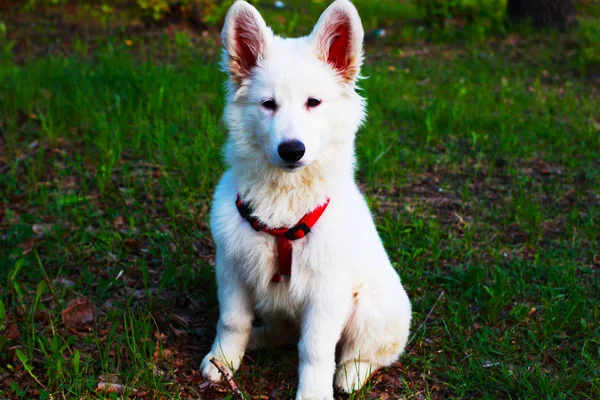 Dog Snow Fading Light — Stock Photo, Image