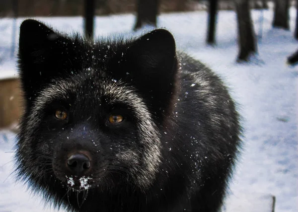 Cão Neve Luz Desvanecendo — Fotografia de Stock