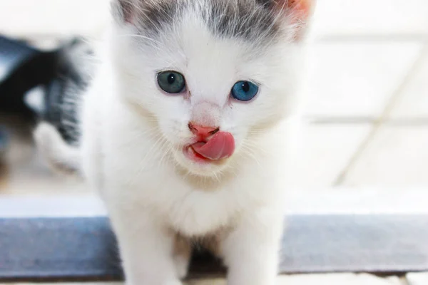 Kitten Een Doosje Een Vervagend Licht — Stockfoto