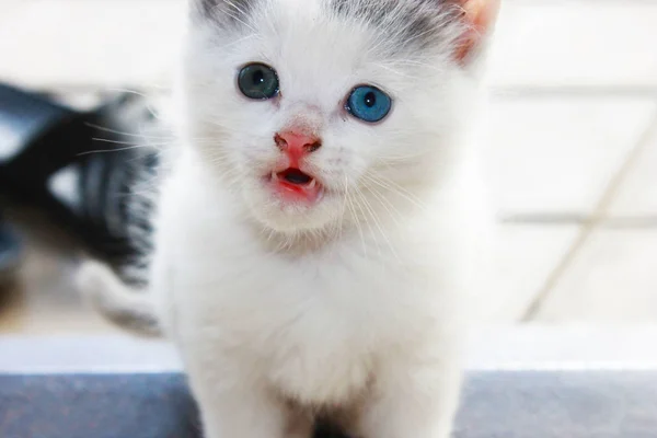 Parlak Değil Işık Beyaz Bir Arka Plan Üzerinde Kedi — Stok fotoğraf