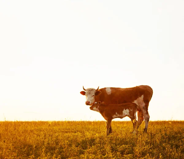Krávy Terénu Nejasném Světle — Stock fotografie