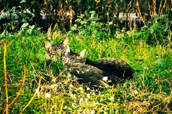 Dos Gatos Bosque Desvanecimiento Luz — Foto de Stock