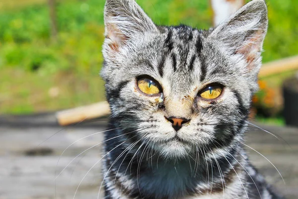 Retrato Gato Luz Não Brilhante — Fotografia de Stock