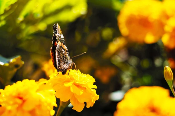 Motyl Kwiatek Niezbyt Jasnym Świetle — Zdjęcie stockowe