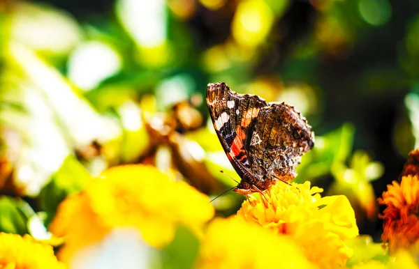 Motyl Kwiat Blaknięcie Światła — Zdjęcie stockowe