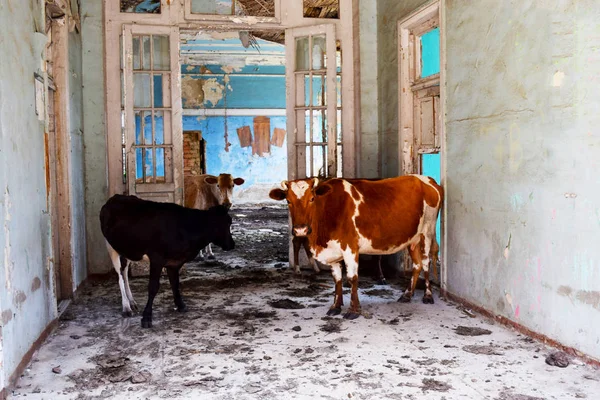 Vaca Cidade Luz Desbotada — Fotografia de Stock