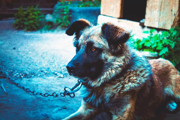 Perro Agua Luz Desvanecimiento — Foto de Stock