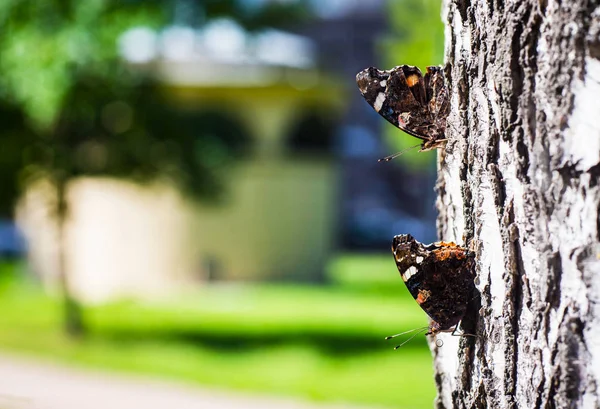 Motyl Drzewie Dość Jasnym Świetle — Zdjęcie stockowe
