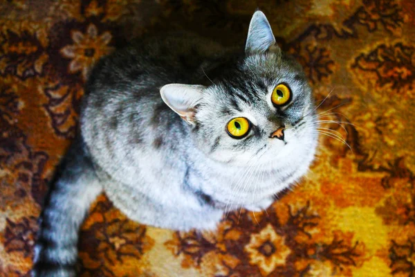 猫与绿色的眼睛在不明亮的光线 — 图库照片