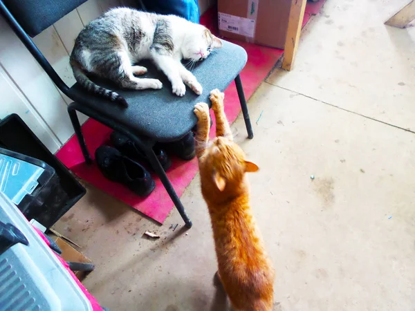 Dos Gatos Están Colgando Una Silla — Foto de Stock