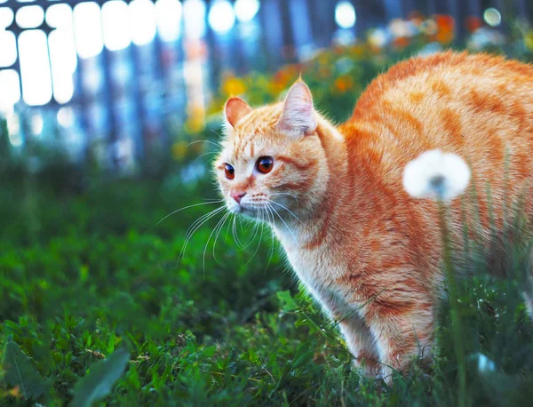 Katze Mit Grünen Augen Verblassenden Licht — Stockfoto