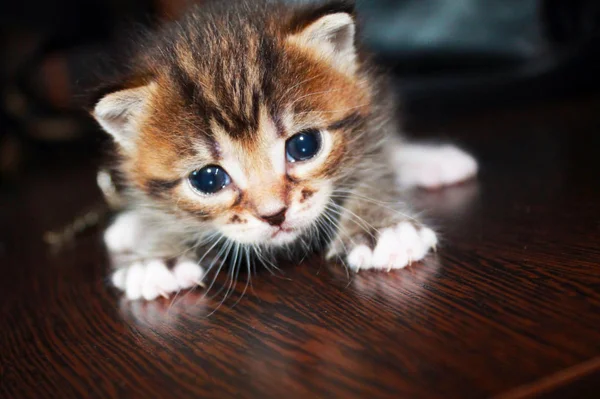 O gato fofo está brincando com uma bola de fios rosa. curioso gatinho  deitado em cima