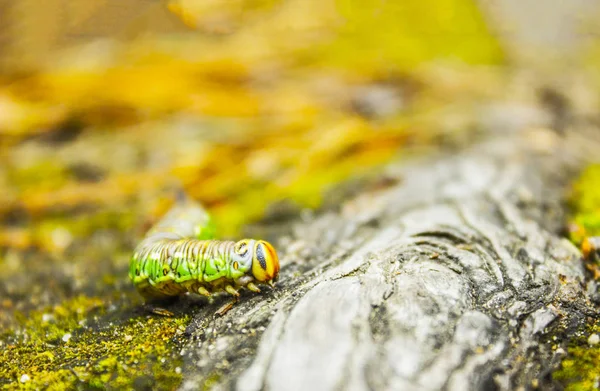 Bug Sur Une Feuille Dans Une Lumière Non Brillante — Photo