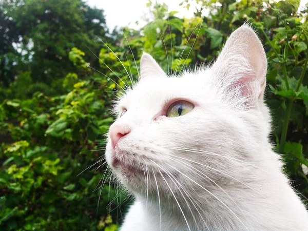 Kat Met Groene Ogen Niet Erg Helder Licht — Stockfoto