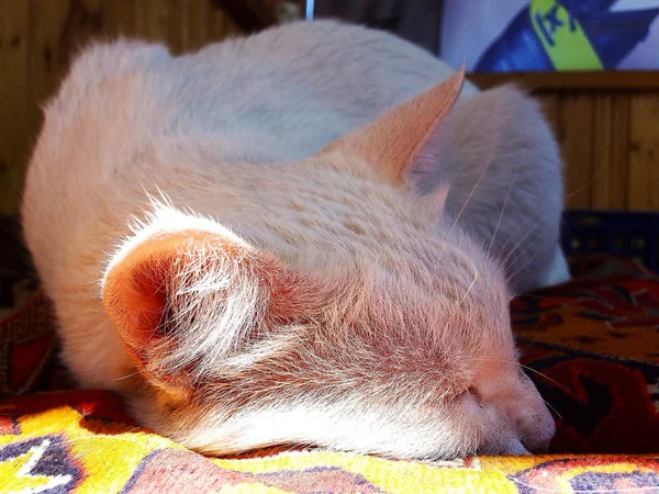 Кот Спящий Подушке Тусклом Свете — стоковое фото