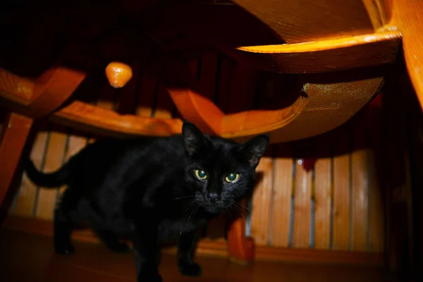 Кошка Столом Тусклом Свете — стоковое фото