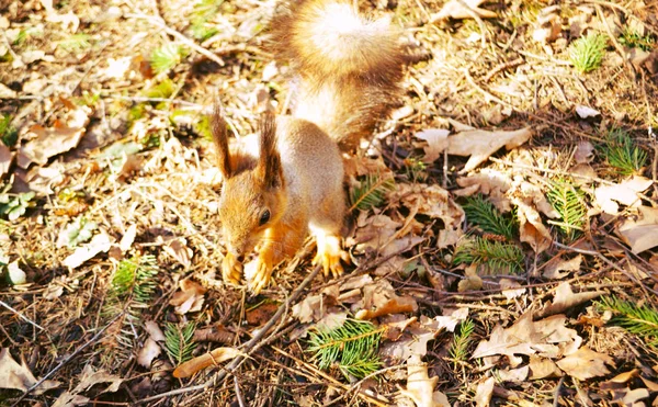 Eichhörnchen Wald Hellem Licht — Stockfoto