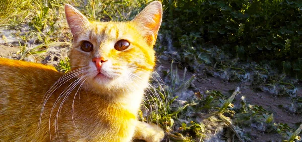 Kočka Zahradě Blednoucí Světelné — Stock fotografie