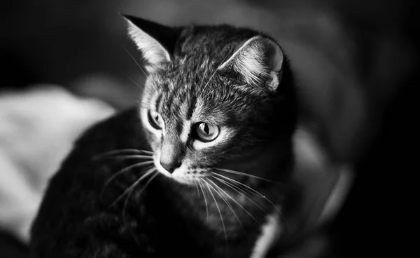 褪色光线下猫的肖像 — 图库照片