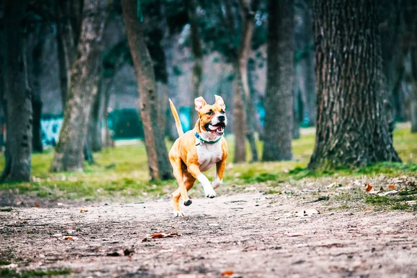 Anjing Taman Dalam Cahaya Memudar — Stok Foto