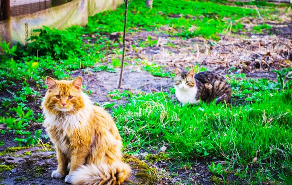 Gato Grama Luz Não Muito Brilhante — Fotografia de Stock