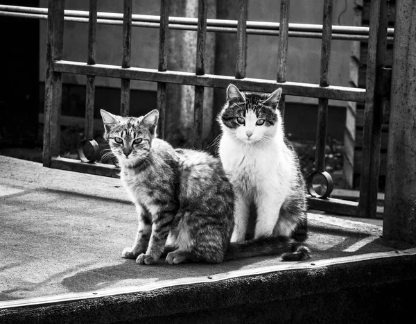 Кот Перед Стеной Тусклом Свете — стоковое фото