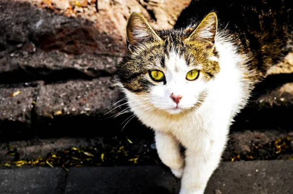 Solan Işık Bahçede Kedi — Stok fotoğraf
