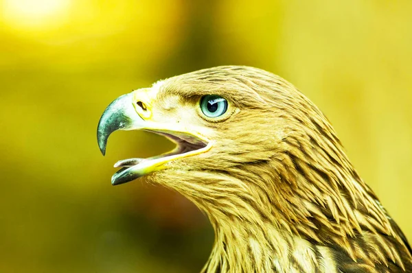 Portrait Eagle Very Bright Light — Stock Photo, Image