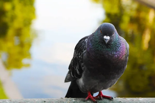 明るい光の中で公園の鳩 — ストック写真