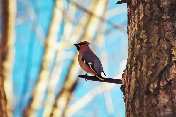 色あせた光の中の枝の上の鳥 — ストック写真