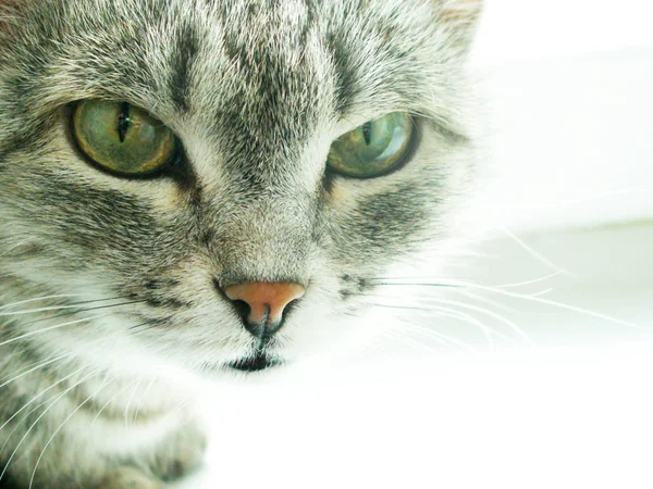 Retrato Gato Luz Desbotada — Fotografia de Stock