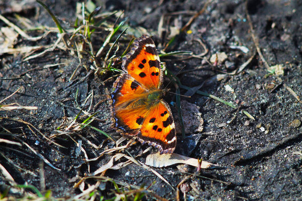 butterfly on flower in fading light